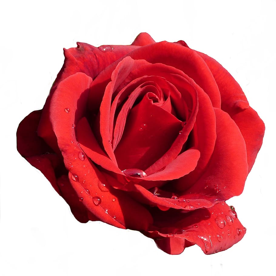 RedRose Süsleme Canlı Gül